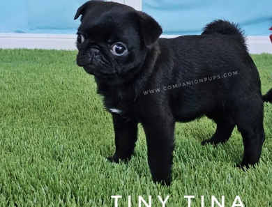 Tiny Tina - Est 10-12 pounds Pug