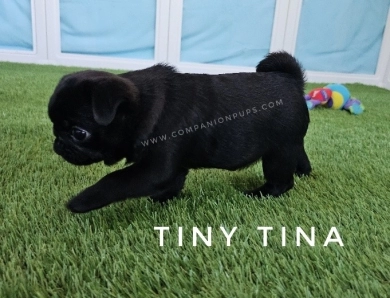 Tiny Tina - Est 10-12 pounds Pug