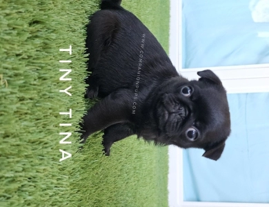 Tiny Tina - Est 10-12 pounds Pug