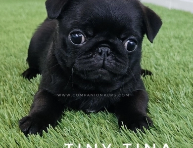 Tiny Tina - Est 10-12 pounds Pug