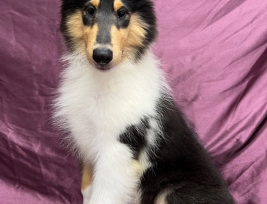 AKC rough collie puppies