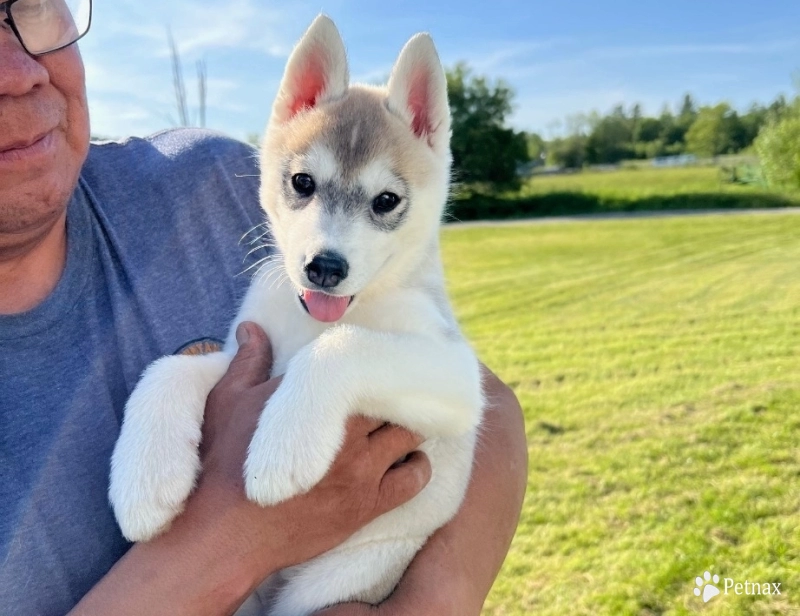 Little Miss Siberian Husky