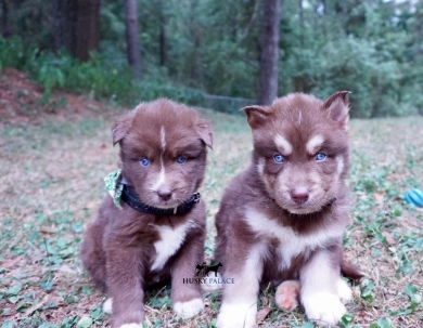 Jules Ambrose Siberian Husky