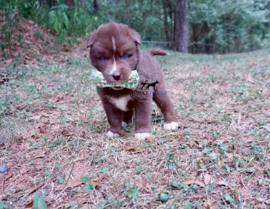 Jules Ambrose Siberian Husky