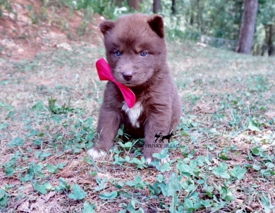 Stella Alonso Siberian Husky