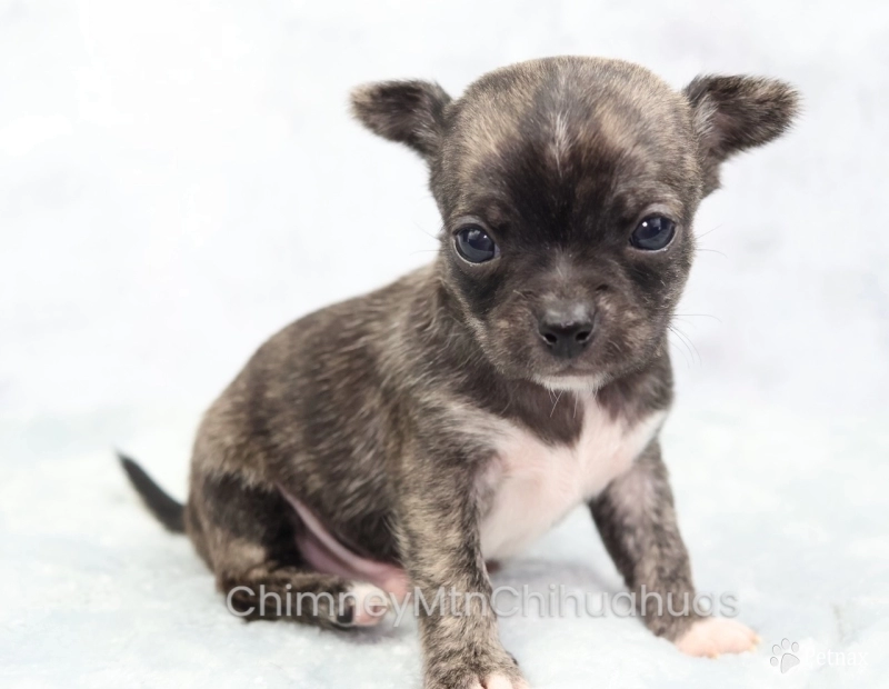 AKC CHEWIE Chihuahua