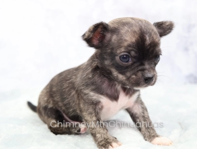 AKC CHEWIE Chihuahua