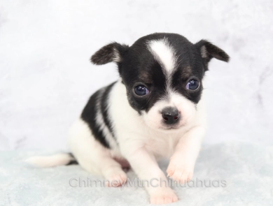 AKC SABINE Chihuahua