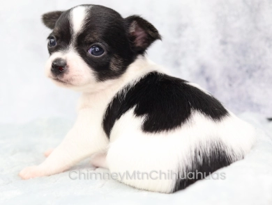 AKC SABINE Chihuahua