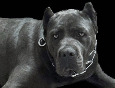 Oklahoma Cane Corso’s