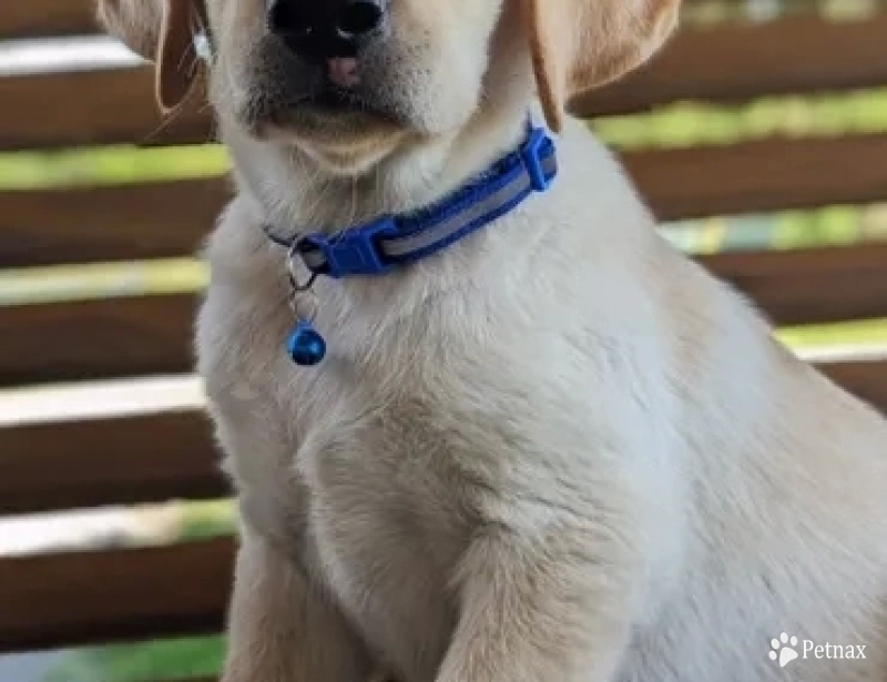 Male Labs Labrador Retriever