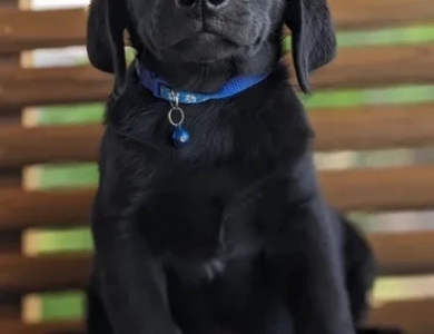 Male Labs Labrador Retriever