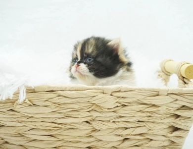 Clementine  Persian