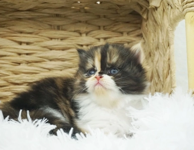 Clementine  Persian