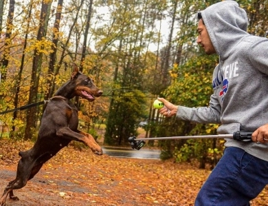 Oreto Mia Ultra Doberman Pinscher