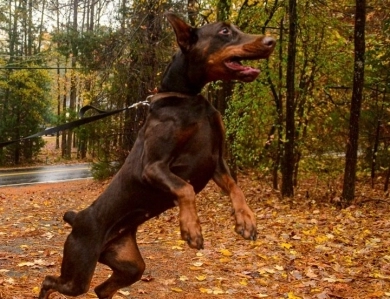 Oreto Mia Ultra Doberman Pinscher