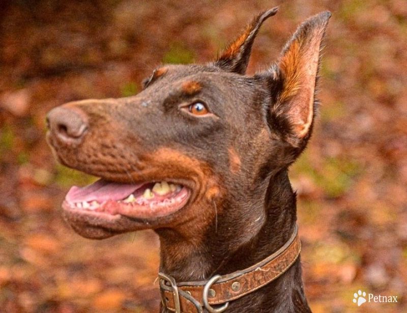 Oreto Mia Ultra Doberman Pinscher