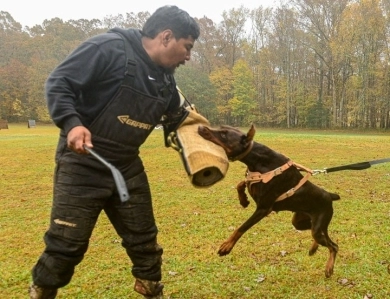 Oreto Mia Ultra Doberman Pinscher