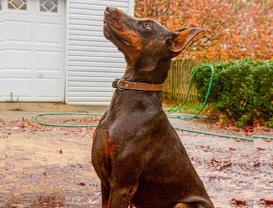 Oreto Mia Ultra Doberman Pinscher