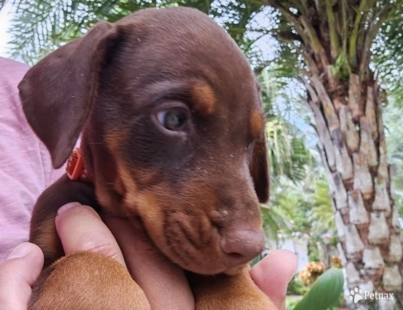 Red Female Doberman Pinscher