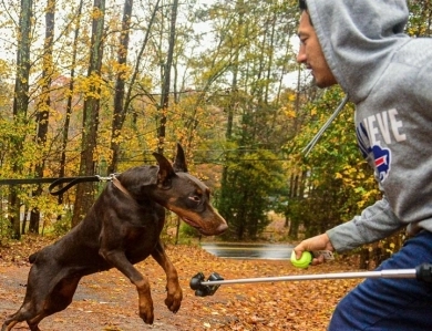 Red Female Doberman Pinscher