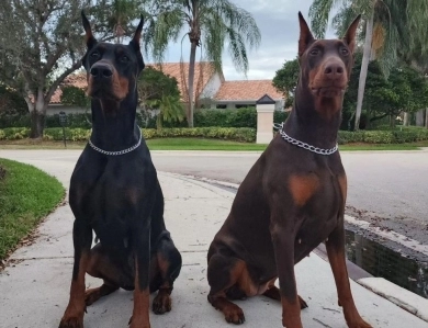 Red Female Doberman Pinscher