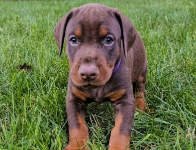 Red Female Doberman Pinscher