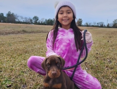 Red Female Doberman Pinscher