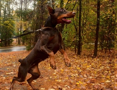 Red Female Doberman Pinscher