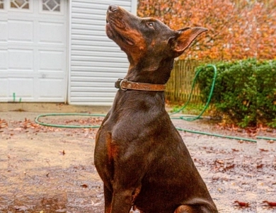 Red Female Doberman Pinscher