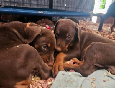 Red Female Doberman Pinscher