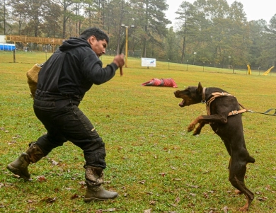 Red Female Doberman Pinscher