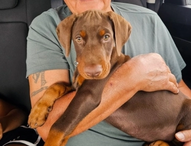 Red Male Doberman Pinscher