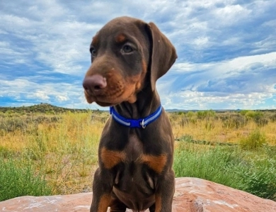 Red Male Doberman Pinscher