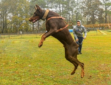 Red Male Doberman Pinscher