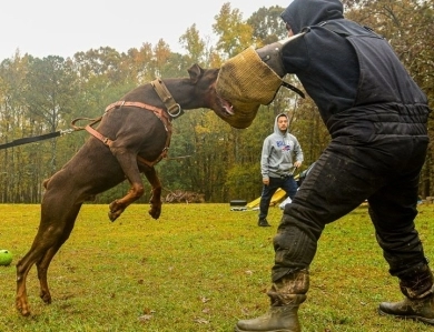 Red Male Doberman Pinscher