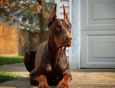 Red Male Doberman Pinscher