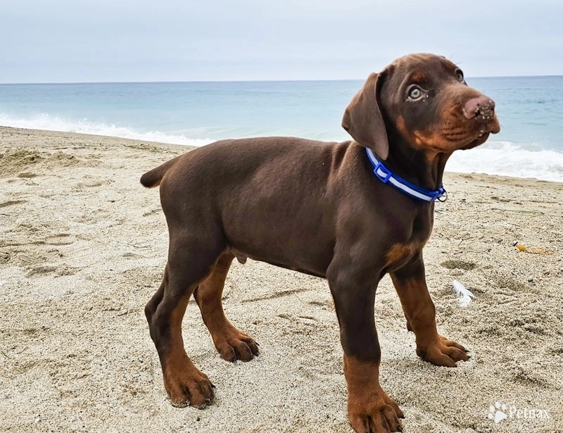 Red Male Doberman Pinscher