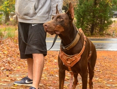 Red Male Doberman Pinscher