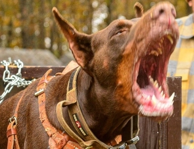 Red Male Doberman Pinscher