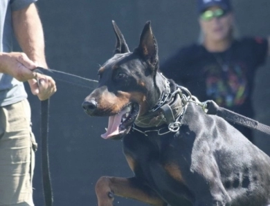 Black Male Doberman Pinscher