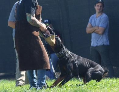 Black Male Doberman Pinscher