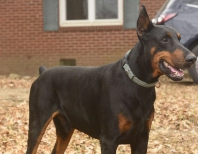 Black Male Doberman Pinscher