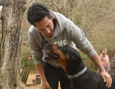 Black Male Doberman Pinscher