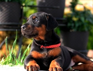 Black Male Doberman Pinscher