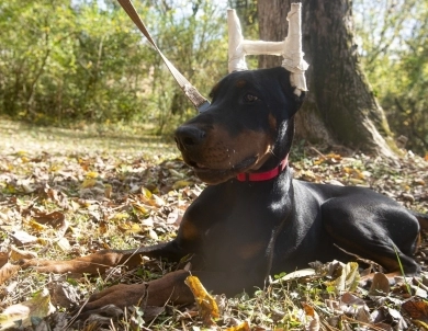 Black Male Doberman Pinscher