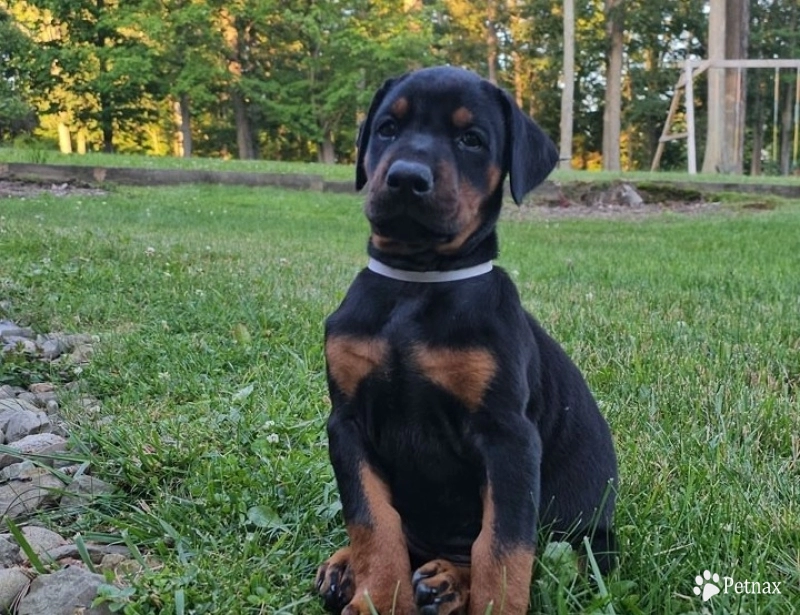 Black Male Doberman Pinscher