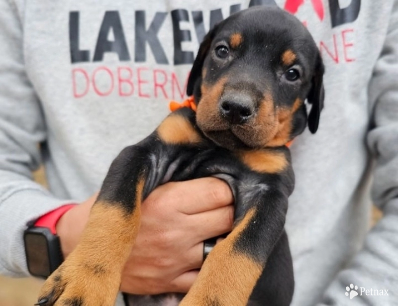 Black Female Doberman Pinscher