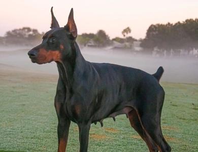 Black Female Doberman Pinscher