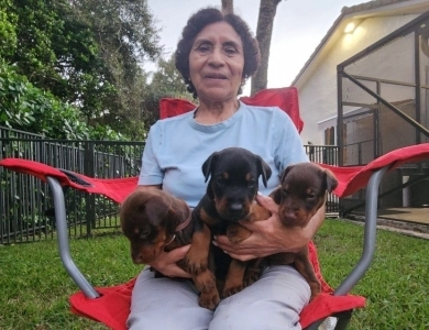 Black Female Doberman Pinscher